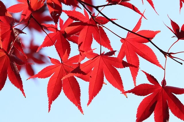 남이섬 단풍여행 - 단풍 절정시기&amp;#44; 추천코스&amp;#44; 배 시간표&amp;#44; 교통 및 주차장