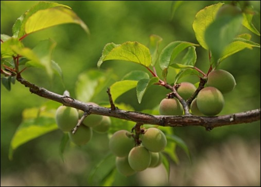 매실액기스 부작용 8