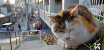 일본 고양이 마을 여행, 소개_31