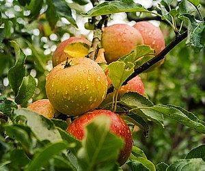 소화에 좋은 음식 사과를 생으로 간 것