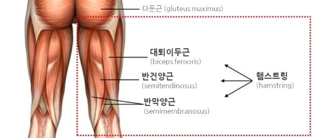 햄스트링