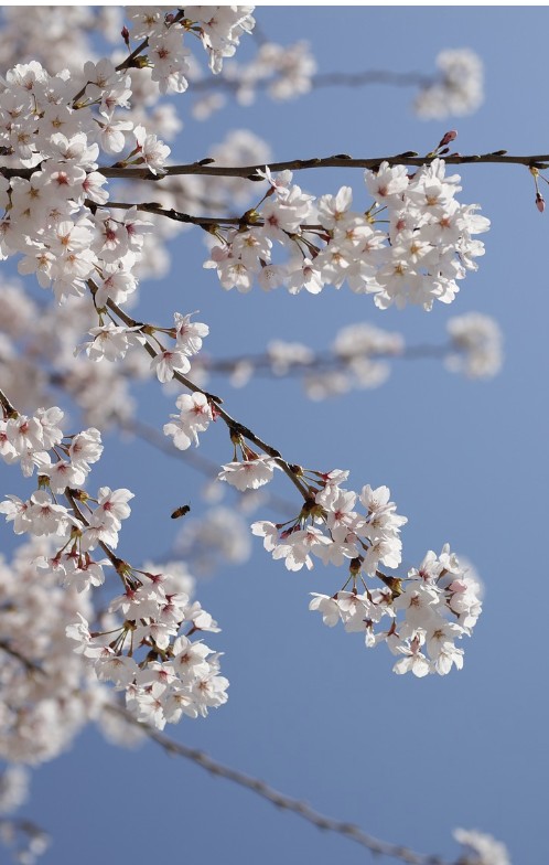 인스타, SNS 감성 핫한 국내 봄 여행지 추천 관련 사진