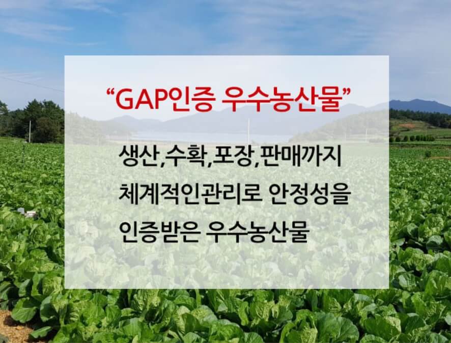 해남 절임배추 