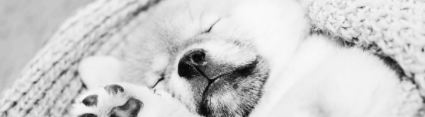 강아지 유박비료 주의