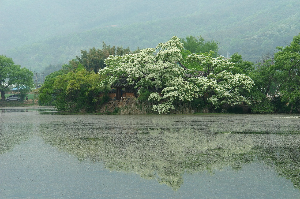 봄날 밀양 나들이 명소 5곳 위양지