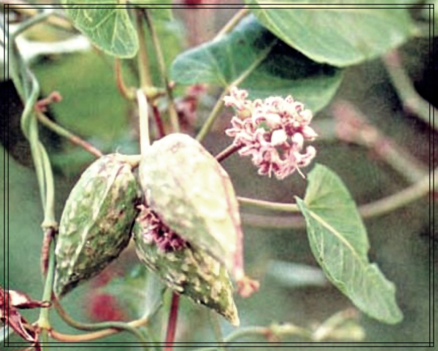 박주가리 효능, 건강에 좋은 이유는?