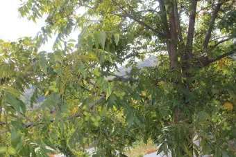 피칸 재배 기후 선택 전정 포인트 열매 건조_12