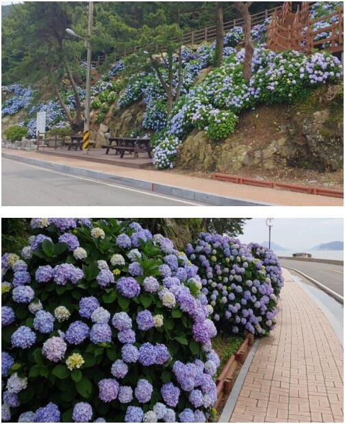 거제-남부면수국축제