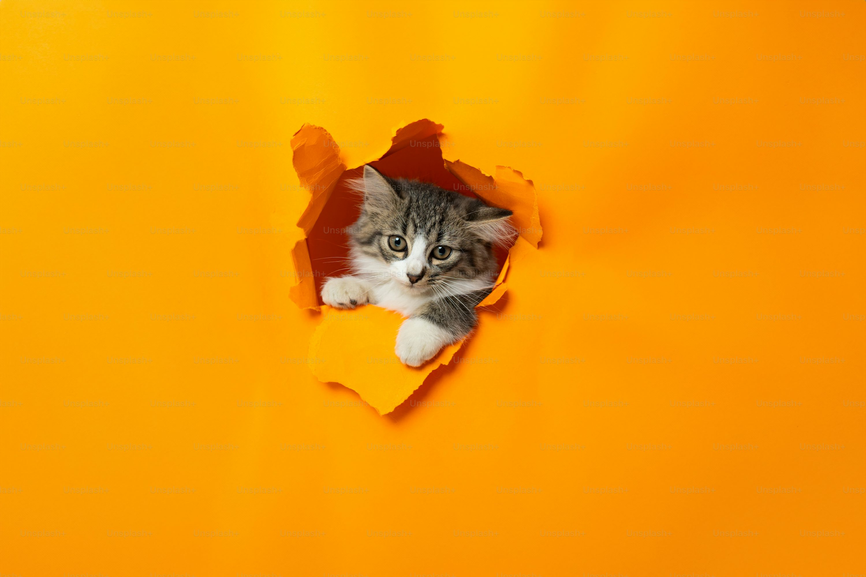 고양이 입양을 고민하는 초보 집사를 위한 가이드