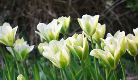 spring green tulip