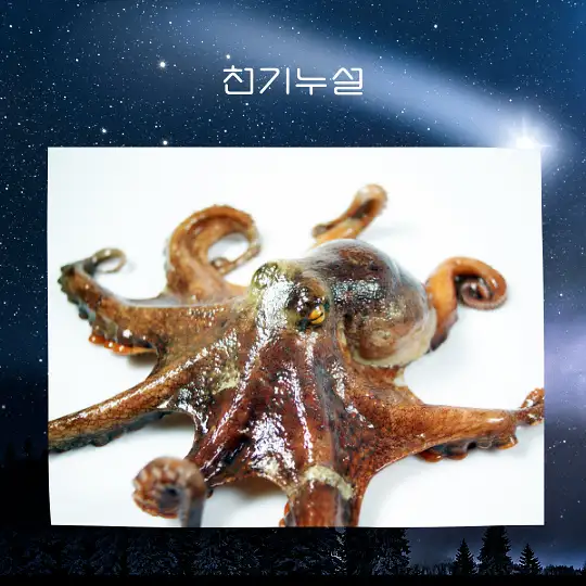 문어 잡는 꿈