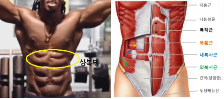 복근 종류 이미지