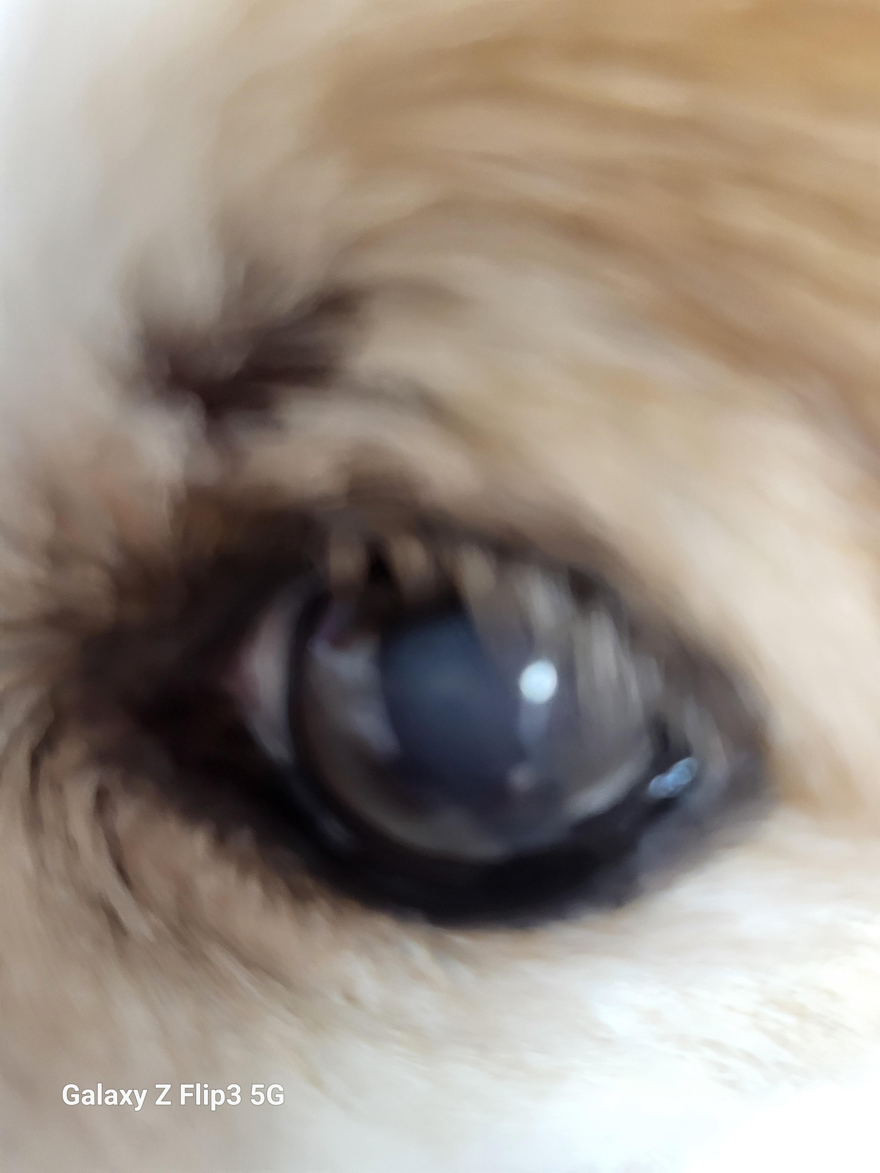 강아지 안구 돌출? 루키의 눈 상태, 병원 진단 후기