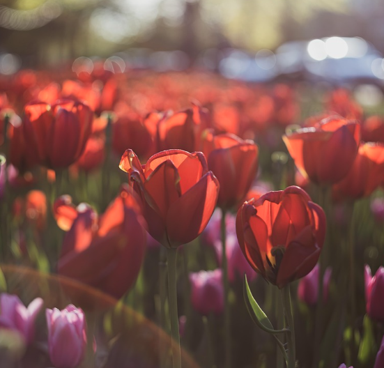 태안 세계 튤립 꽃박람회