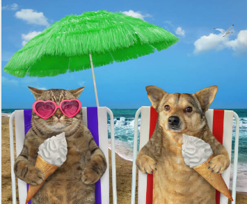 sunburn risk dogs cats