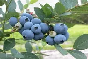 블루베리