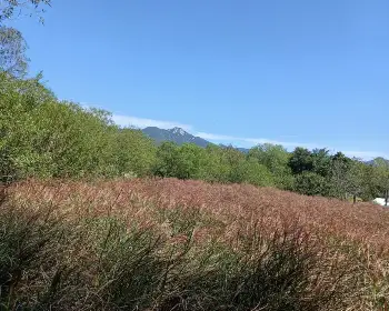 황매산 억새축제_20