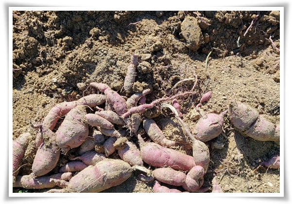 "9월, 고구마 수확 해야죠?" 고구마 수확의 황금 시기와 비밀 노하우!