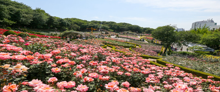 부천 봄꽃 축제. 부천 오색봄꽃 여행. 벚꽃, 진달래, 복숭아꽃, 튤립, 장미