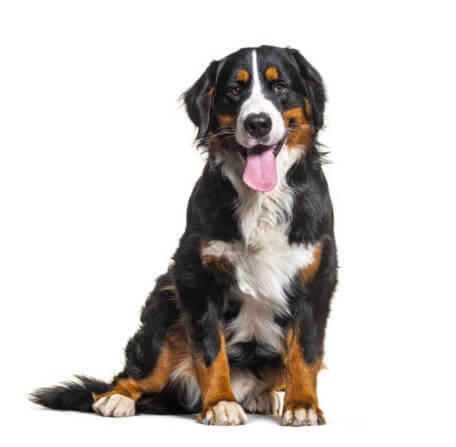 개한테 물리는 꿈