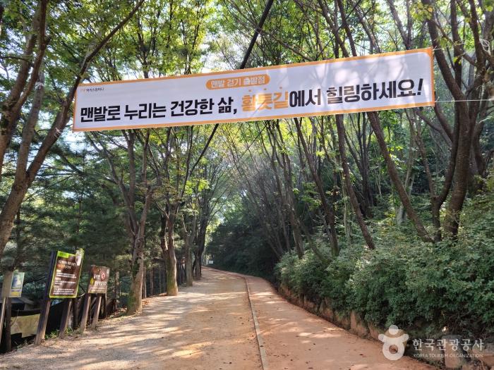 대전근교 주말나들이 계족산 황톳길