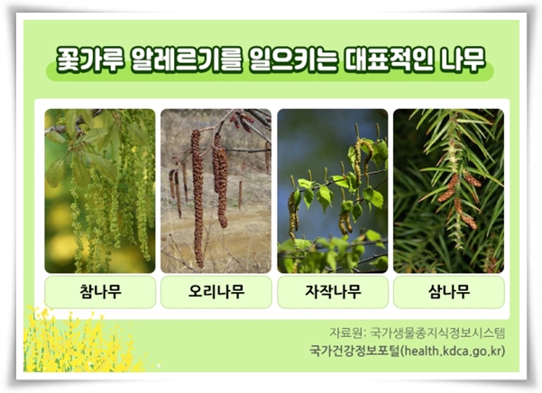 "꽃가루 알레르기" 꽃보다 알레르기로 고생하는 분을 위한 생존 가이드!