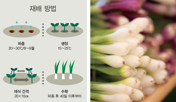 쪽파심는시기 수확시기 텃밭 간격 씨앗 종구 종자 심기 키우기 방법 총정리4