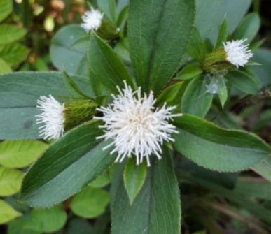 삽주 면역력 강화와 항염 효과