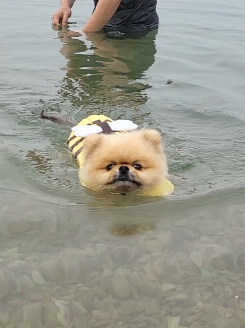 구명조끼를 입고 수영하는 강아지