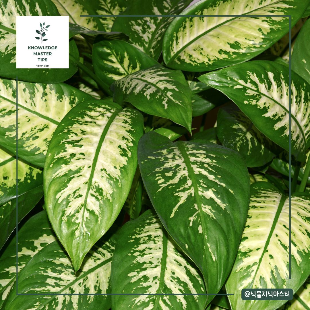 잎 무늬가 예쁜 식물 - 디펜바키아