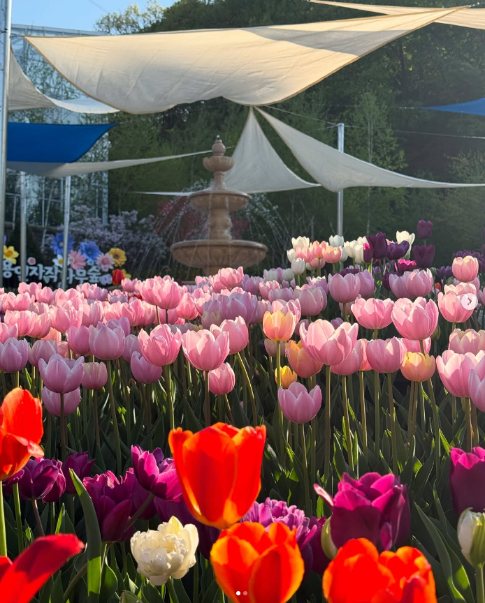 용인 자작나무숲 봄꽃축제