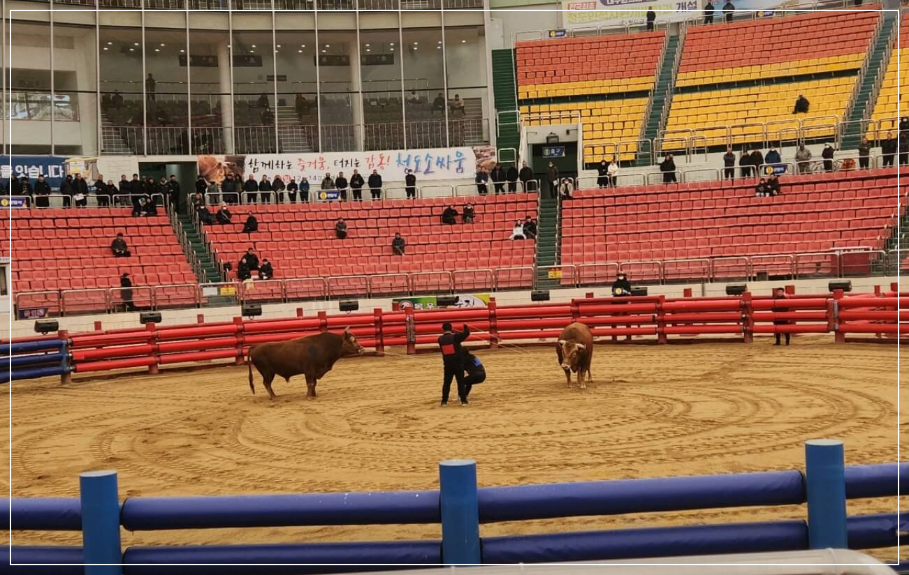 청도 가볼만한곳 베스트10 청도 소싸움경기장
