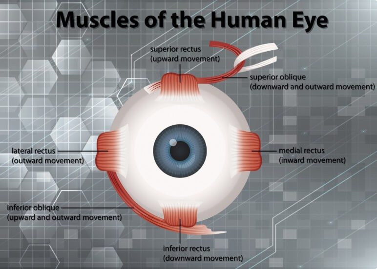 안구 부위별 설명
