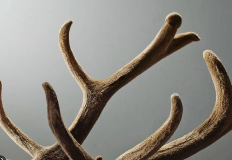 녹용 먹을때 주의점과 부작용