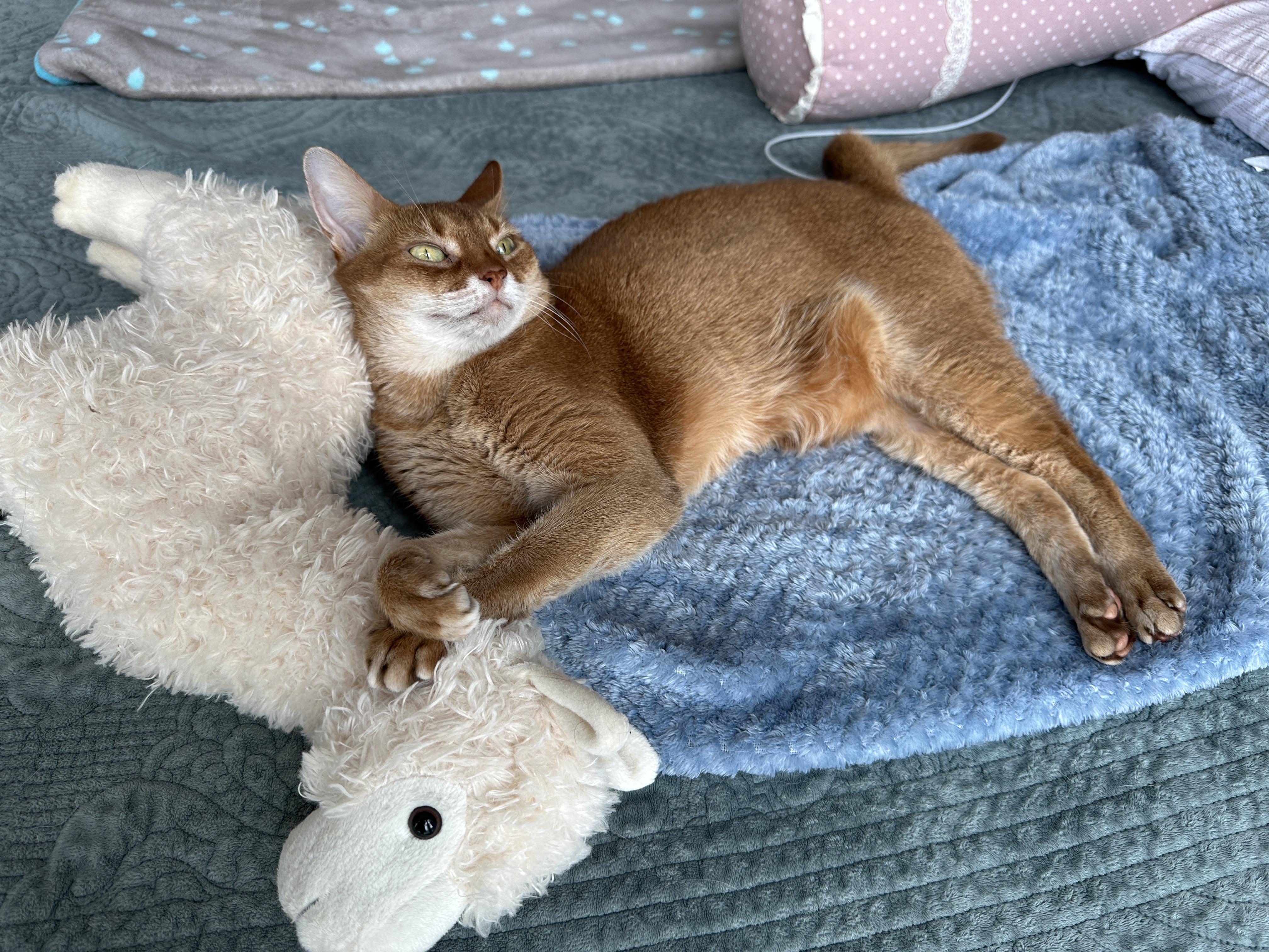 라마_인형에_기대_누워있는_이쁜_고양이