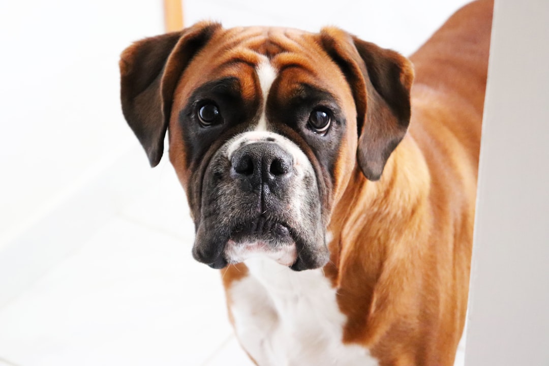 boxer