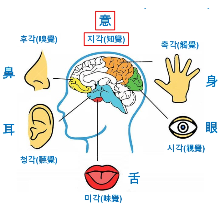 감각계 : 우리의 다섯 감각, 세상을 느끼는 우리의 창문