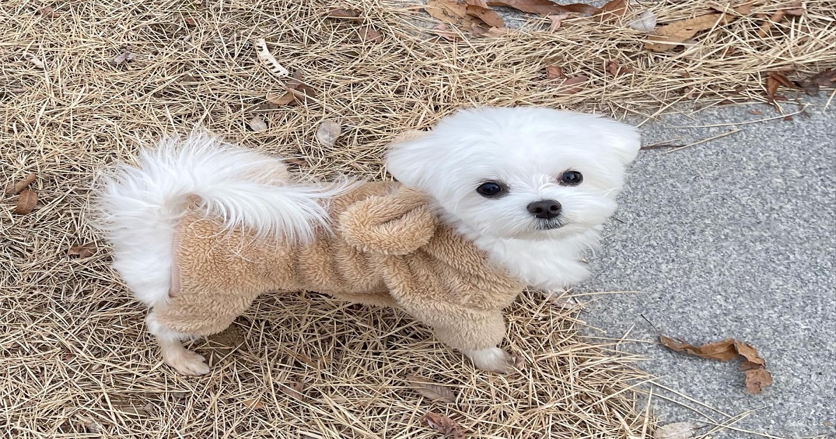 각막궤양을-앓고-있는-강아지가-꾸준한-치료로-호전되어진-모습
