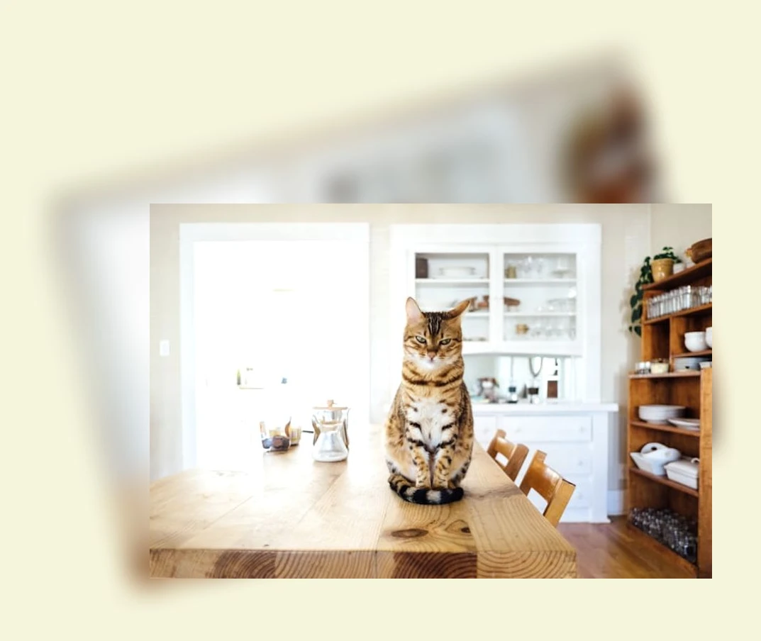 고양이 귀 관리_2_subsection