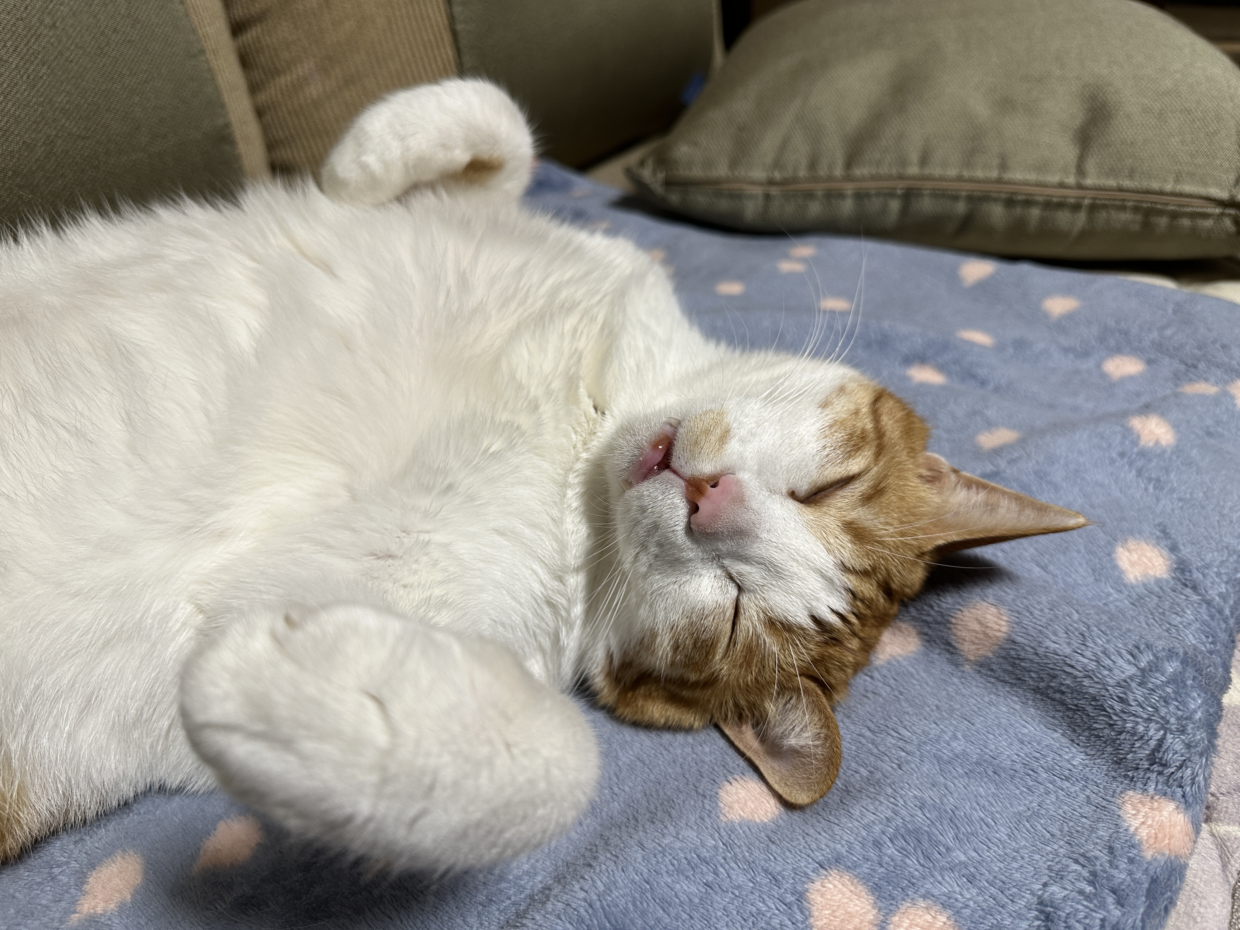 앞발_곱게_접고_자는_막둥이