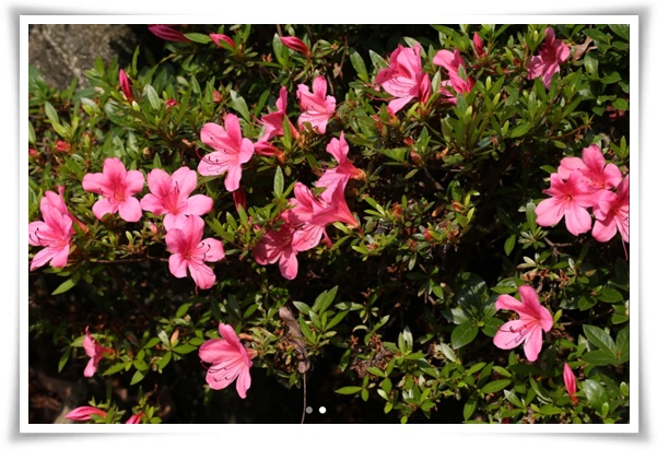 &quot;영산홍&quot; 봄날을 물들이는 활짝 핀 주홍빛 유혹의 매혹적인 꽃!