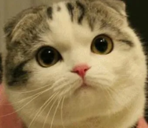 "개냥이