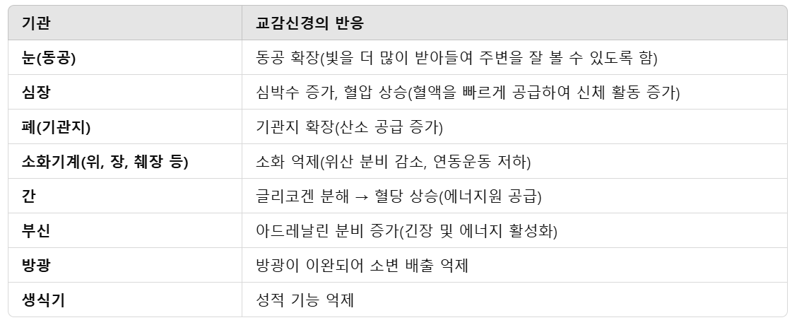 교감신경의-반응