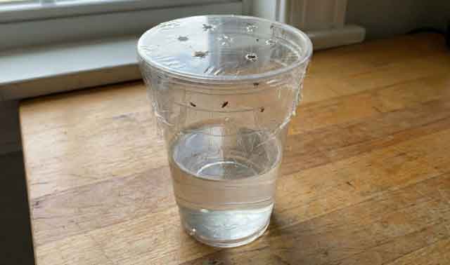 초파리 트랩에 초파리가 갇혀있는 모습