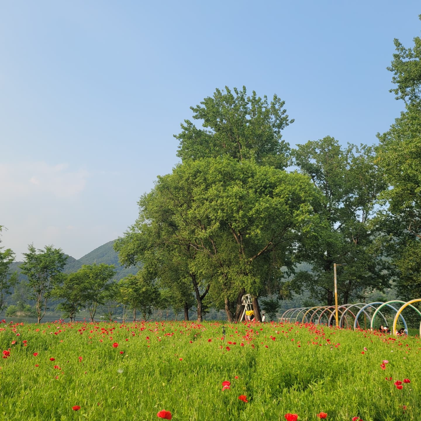 자라섬 꽃 페스타