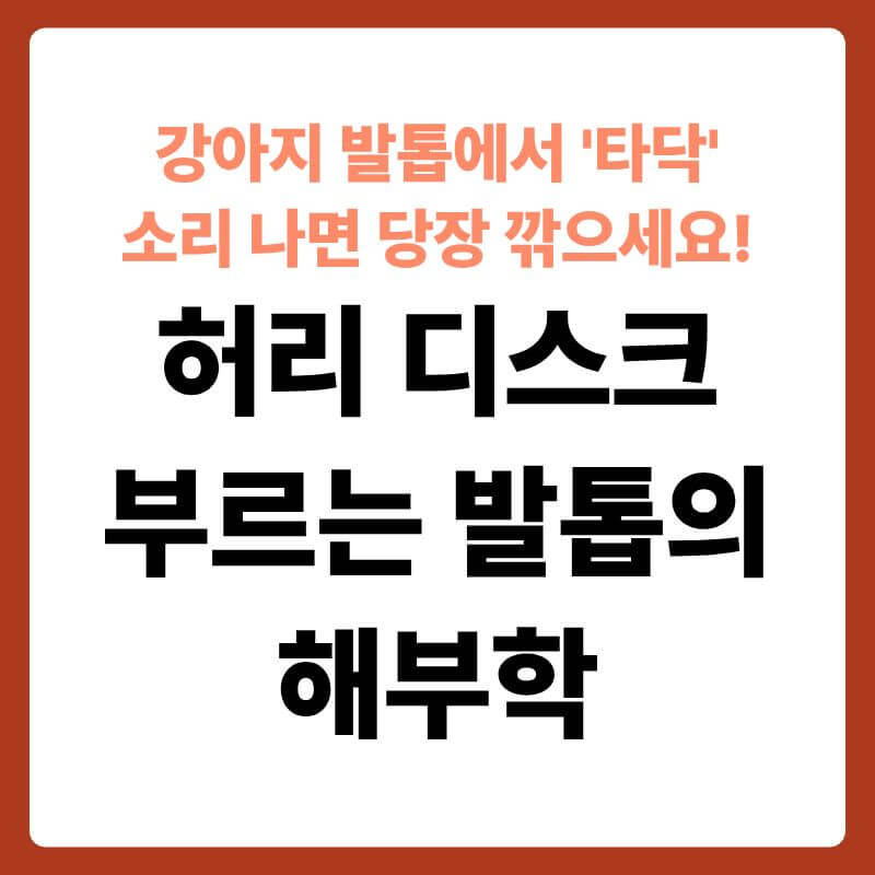 서 있는 강아지의 발끝이 길어진 검은 발톱 때문에 바닥에 밀려 위로 꺾여 있는 클로즈업 모습