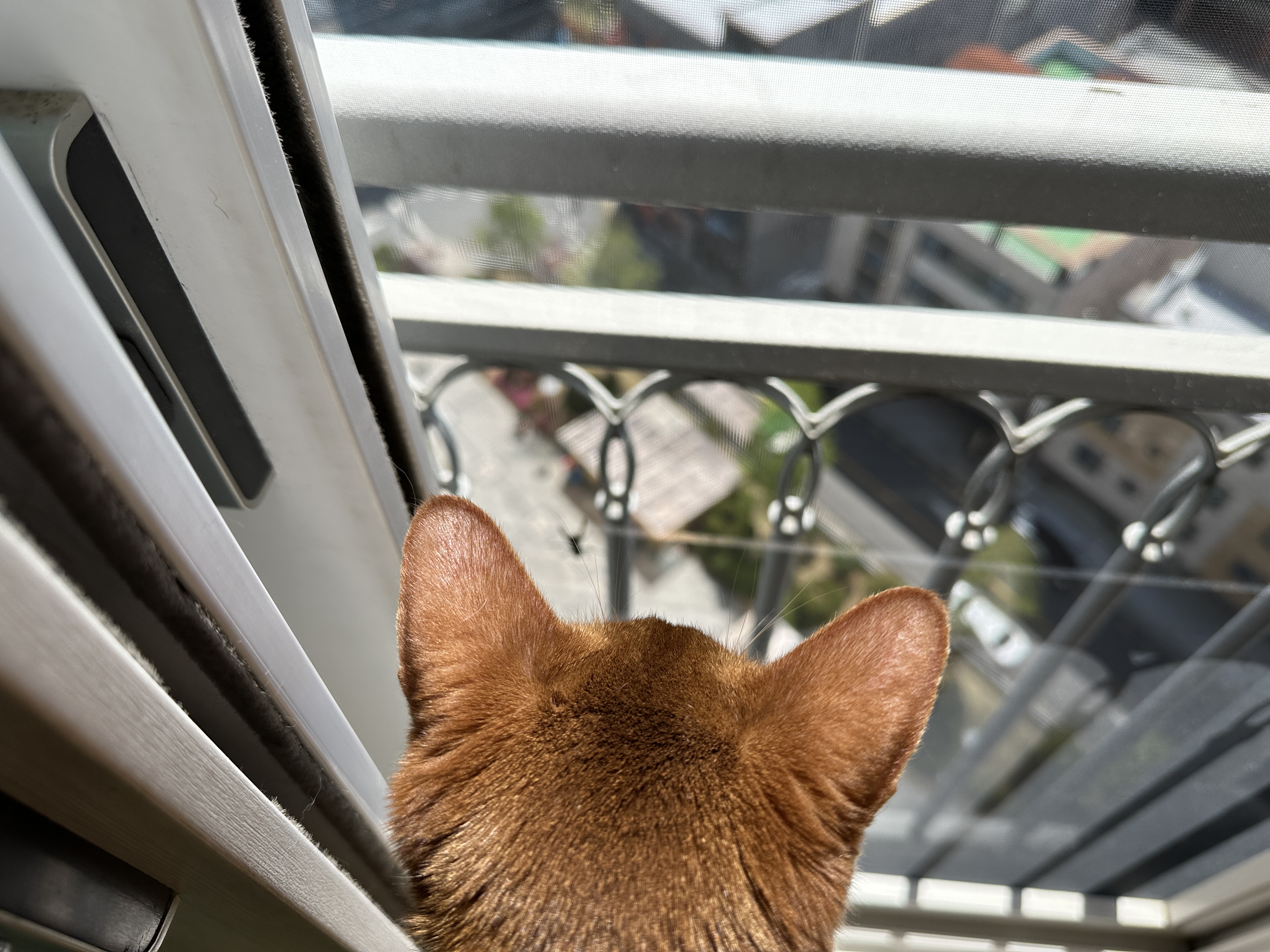 고양이들이 창밖에 벌을 발견했을때 (feat. 루나와 호야의 반응)