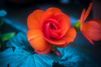 후쿠오카 여행 후쿠오카시 동식물원