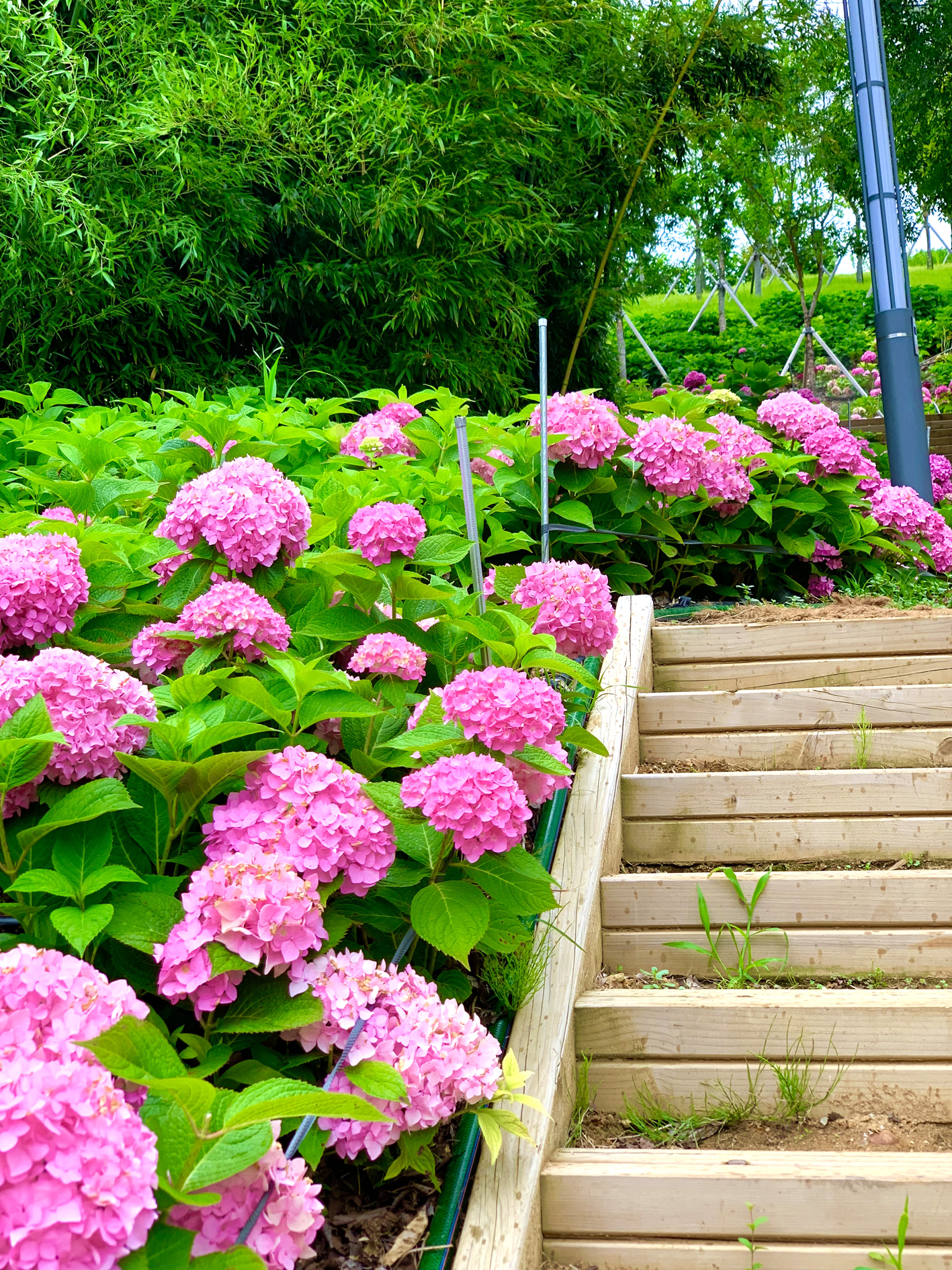 구미다온숲 수국핀 모습입니다.