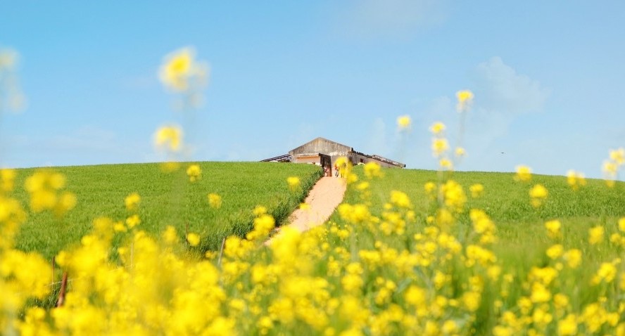 천북폐목장 청보리밭